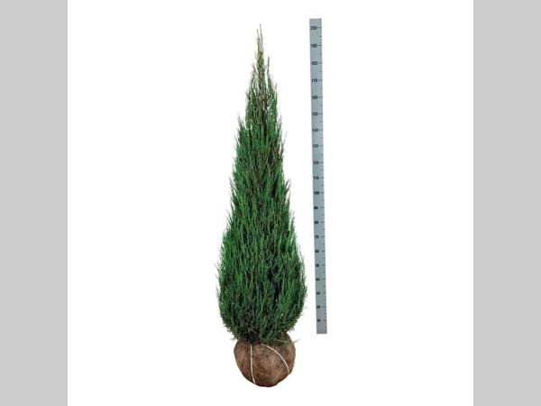 Picture of Juniperus scop. Blue Arrow ROOTBALL 150/175CM