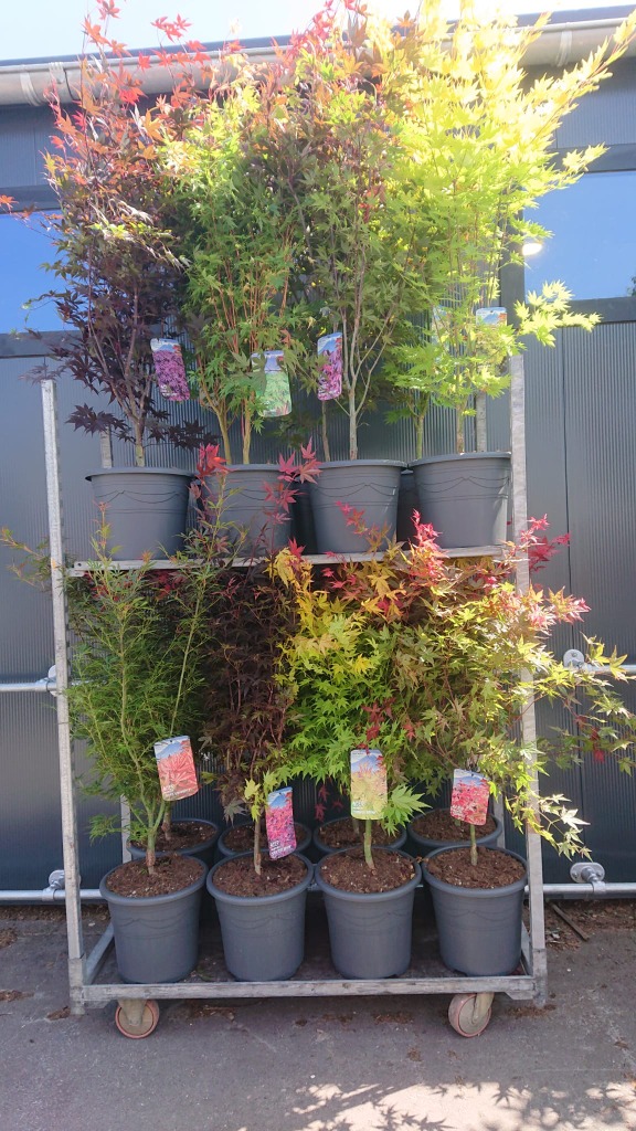 Picture of Acer palmatum in 10 varieties P32 (15 Ltr) 100/125