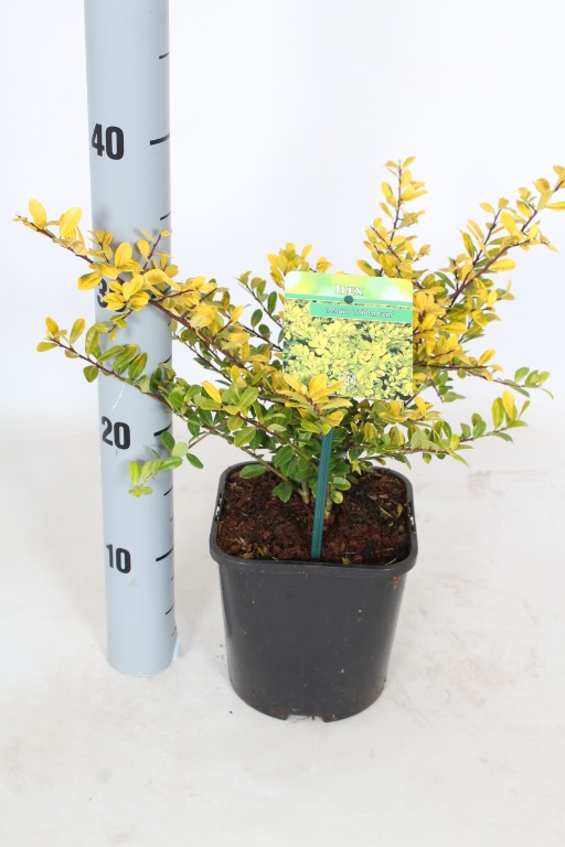 Picture of Ilex crenata Golden Gem P17 (2 Ltr) 20/25