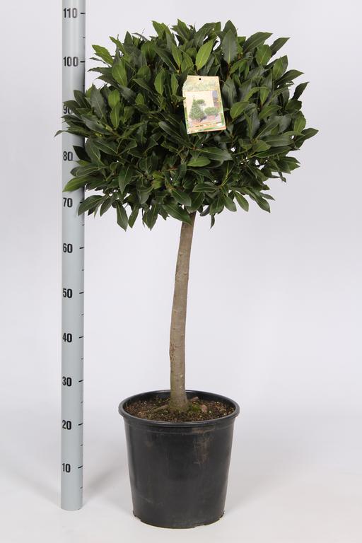 Picture of Laurus nobilis P29 (10-Ltr) 50/STD-45/50 HEAD