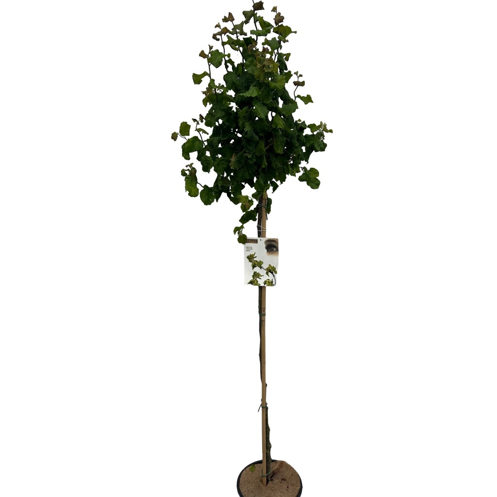 Picture of Corylus avelana Twister P30 (12 Ltr) 150/STD