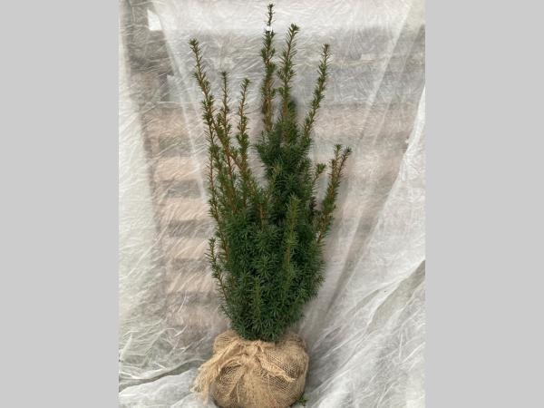 Picture of Taxus media Hicksii ROOTBALL 60/80CM