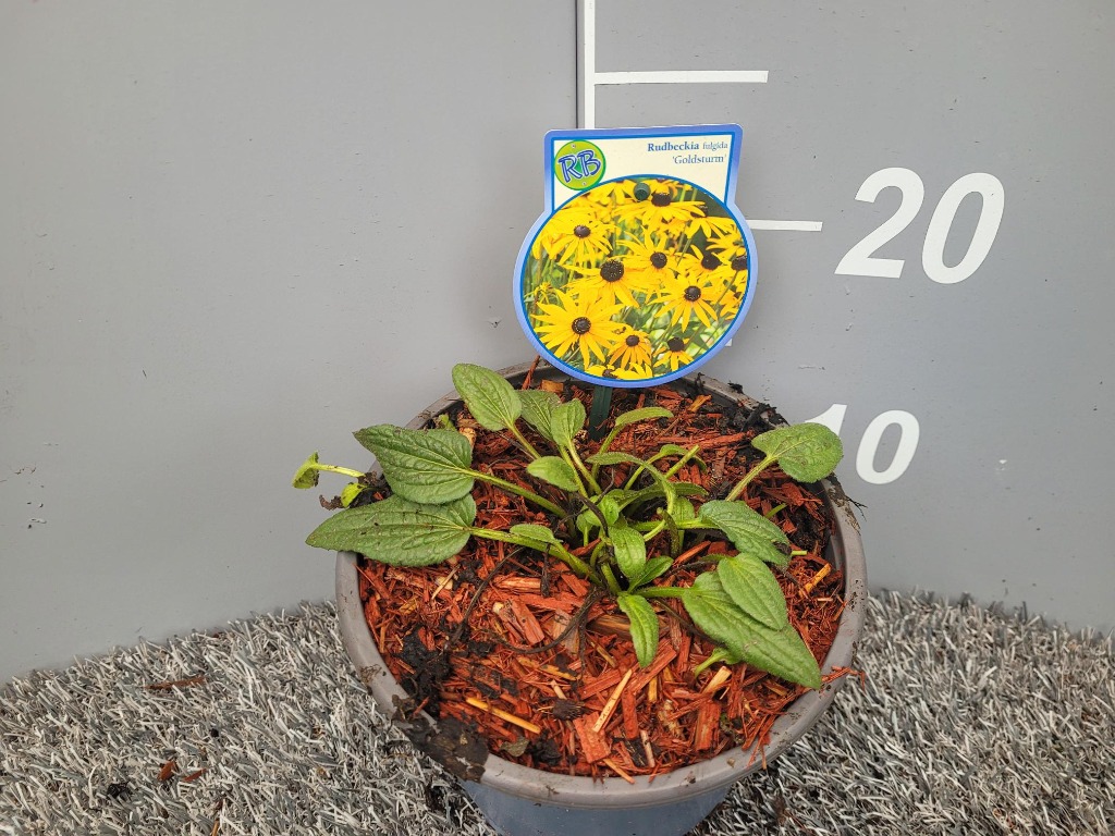 Picture of Rudbeckia fulg. Goldsturm P17 (2 Ltr)