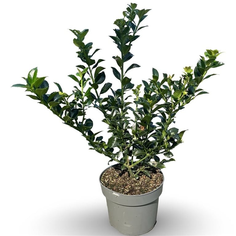 Picture of Ilex meserveae Heckenfee P21 (4 Ltr) 40/60