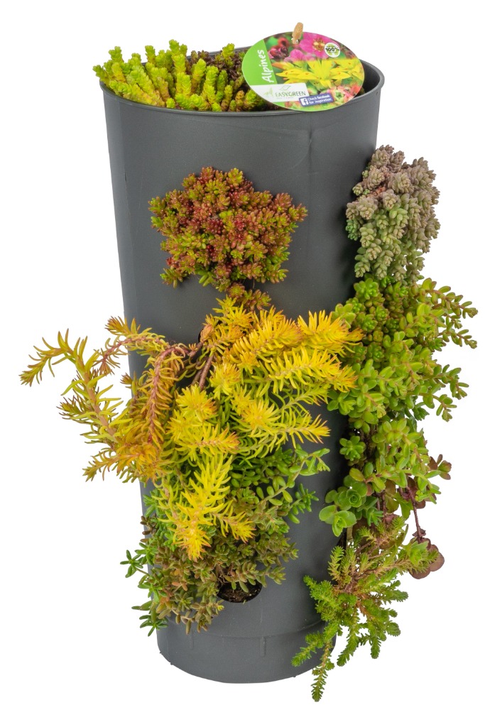 Alpines in varieties Wanderella - Tray 4 × 4 - £ 11.66 Shelf £ 11.37 Trolley