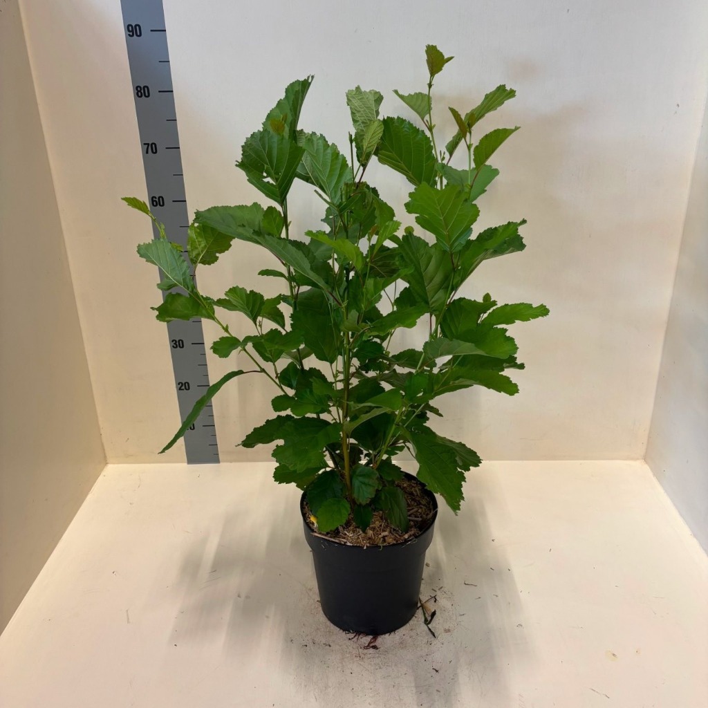 Picture of Alnus glutinosa P24 (6 Ltr) 60/80CM