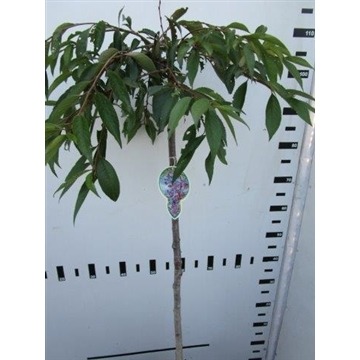 Picture of Prunus subhirtella Pendula Rubra P23 (5 Ltr) 80/STD