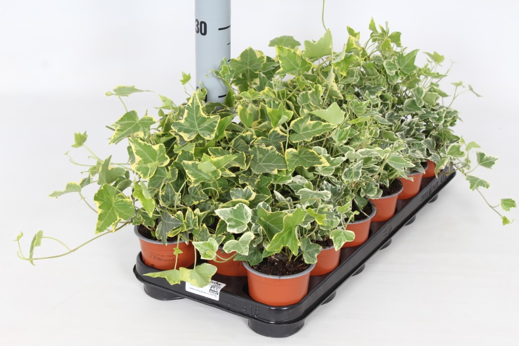 Picture of Hedera helix in variegated varieties P9