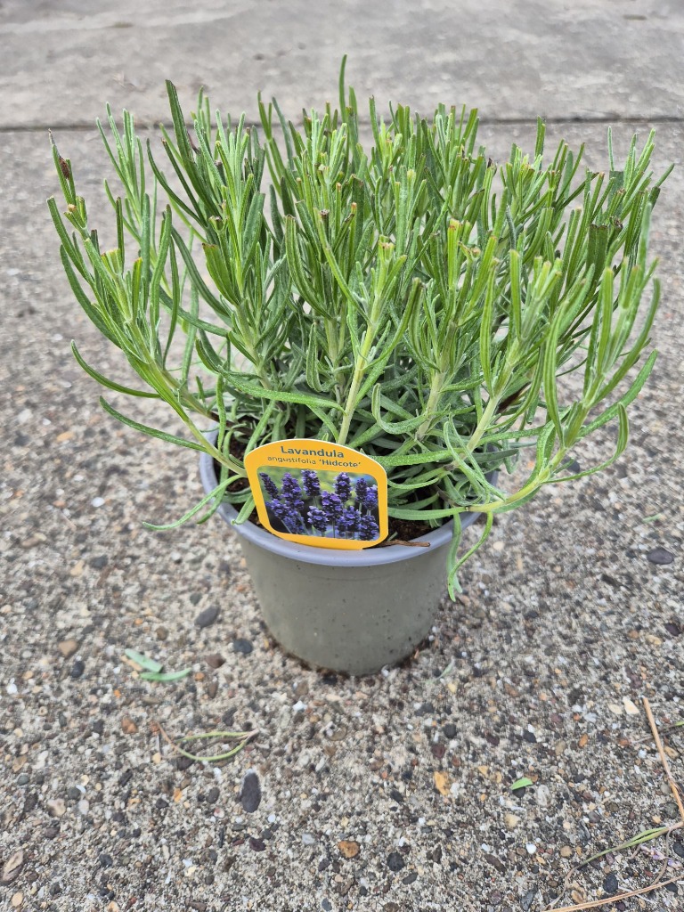 Obrazek Lavandula ang. Hidcote P14