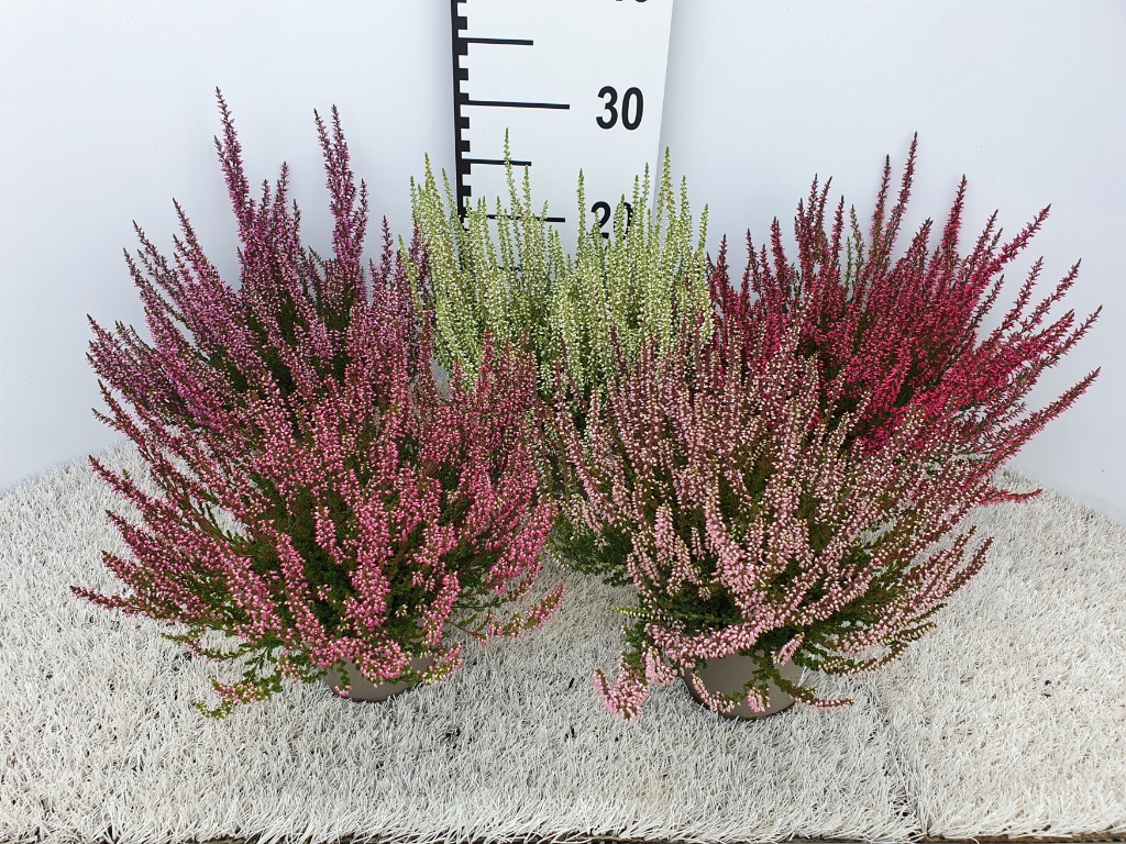 Picture of Calluna Garden Girls in varieties P12 20-CM