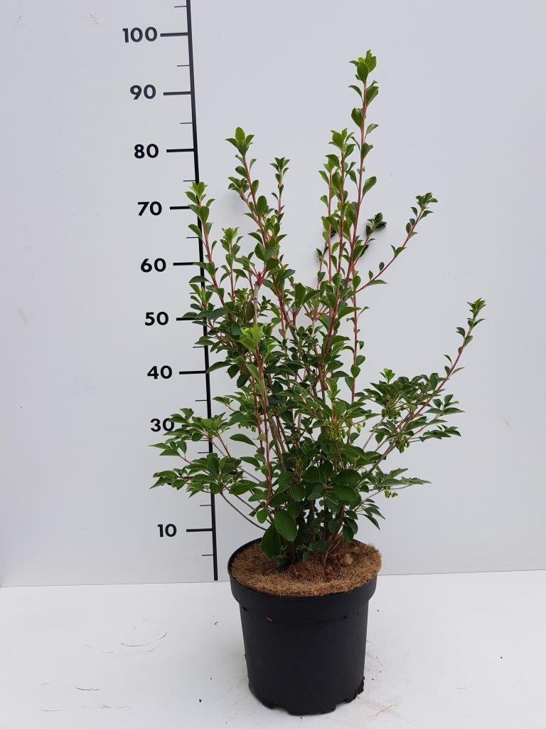 Picture of Enkianthus camp. Prettycoat P21 (4 Ltr)