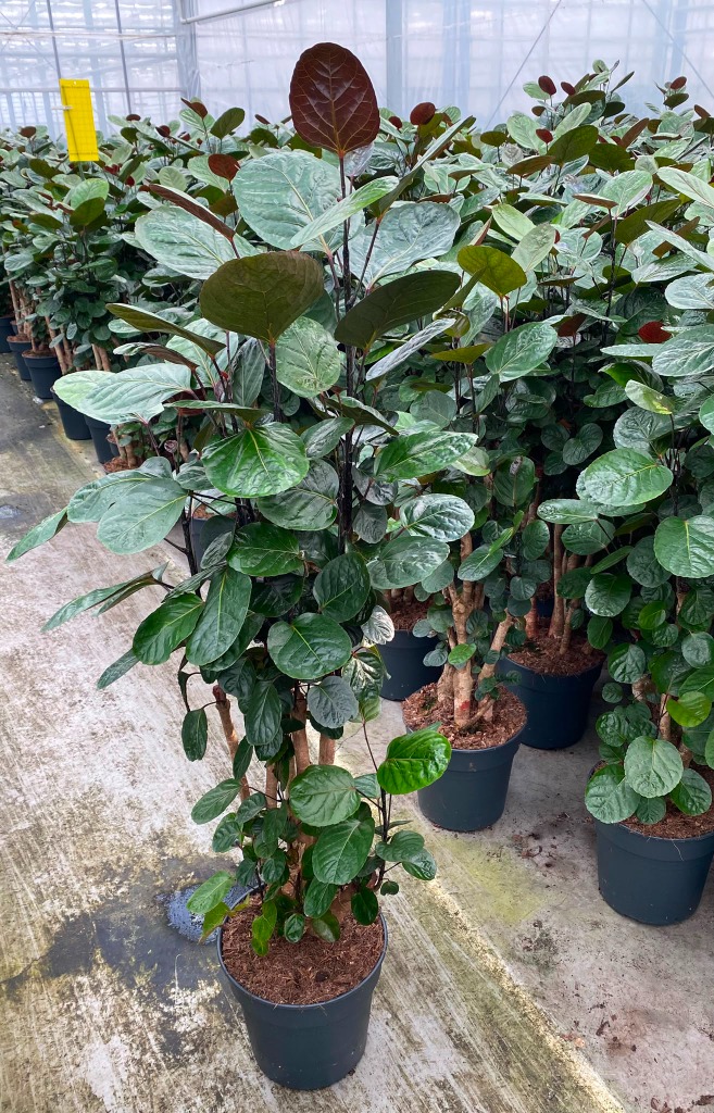 Polyscias Fabian branched
