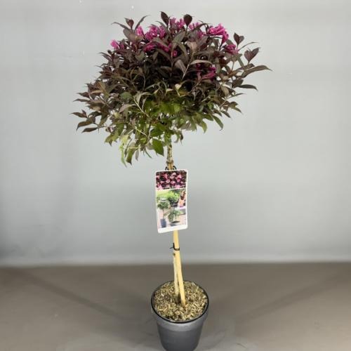 Picture of Weigela florida Minor Black P19 (3 Ltr) 50/STD