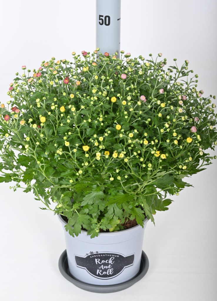 Picture of Chrysanthemum ball P19 (3 Ltr) ROCK-AND-ROLL-MIX