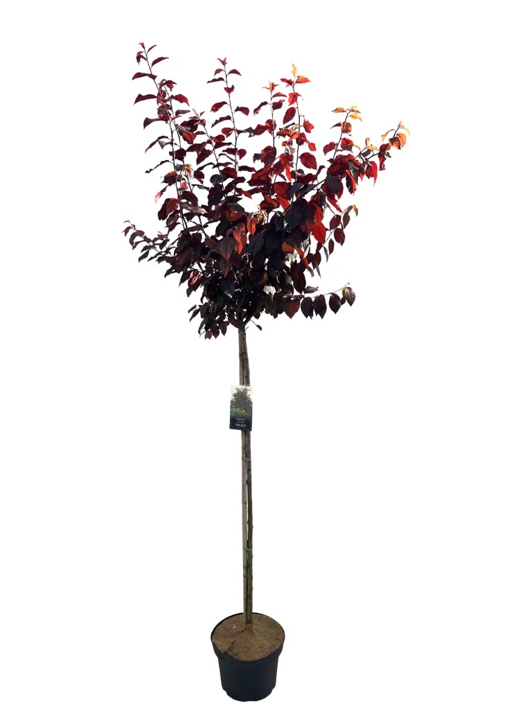 Picture of Prunus cerasifera Nigra P29 (10 Ltr) 120/STD