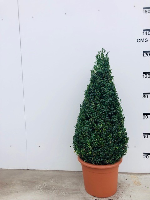 Picture of Buxus Sempervirens P40-(30-LTR) EGYPTIAN-PYRAMIDS 80/90