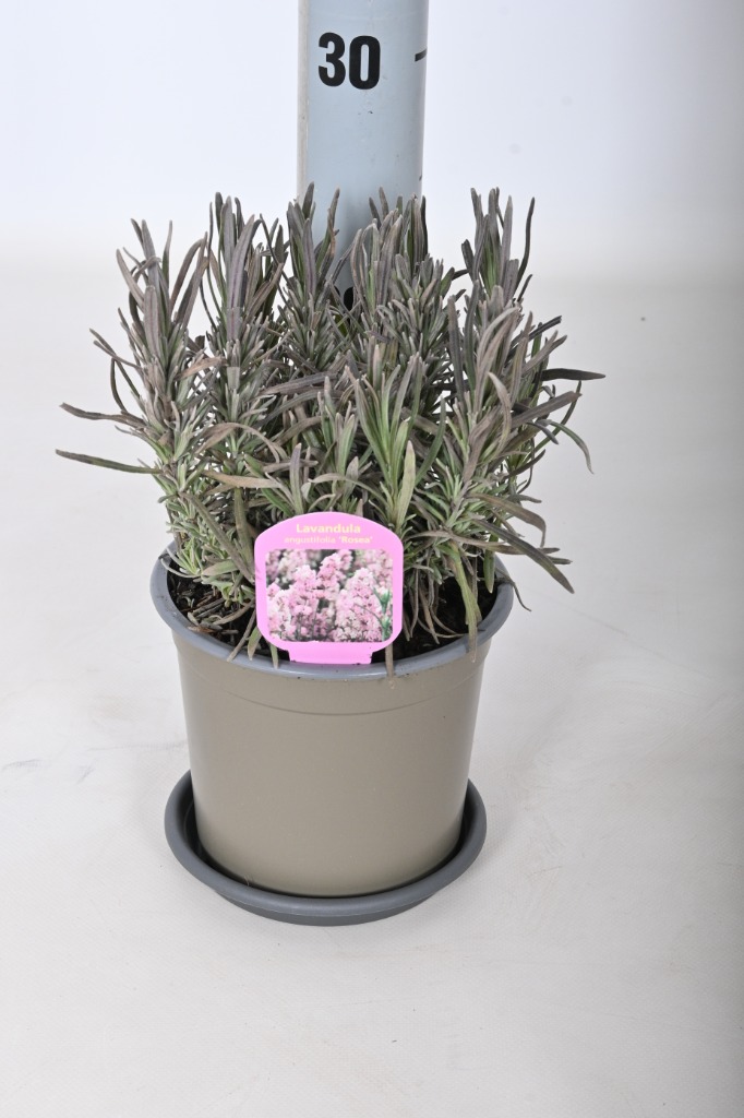 Picture of Lavandula ang. Rosea P14 INCL-LABEL