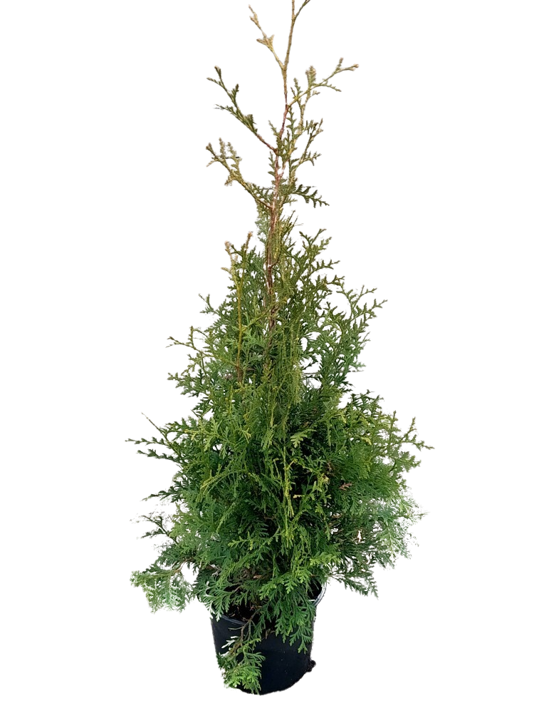 Picture of Thuja occ. Brabant P23 (5 Ltr) 80-100 cm