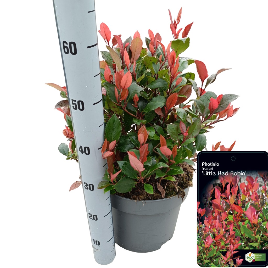 Picture of Photinia fras. Little Red Robin P29 (10 Ltr)