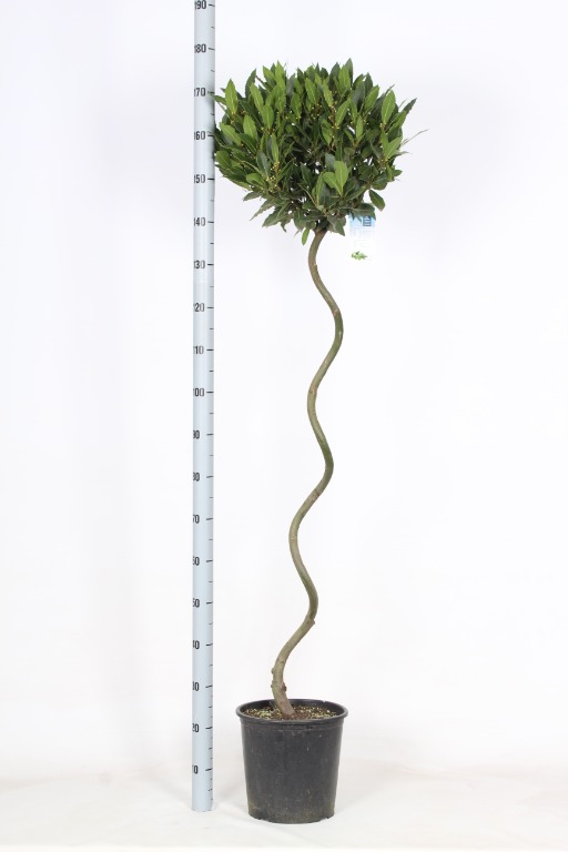 Picture of Laurus nobilis P36 (20 Ltr) 90/STD-SPIRAL-50/55 HEAD