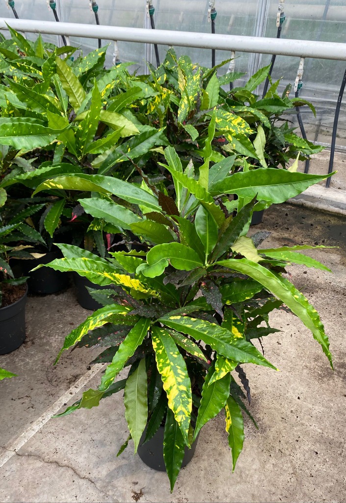 Codiaeum Pie Crust branched