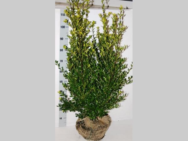 Picture of Ilex maximowicziana Kanehiraea ROOTBALL 80/100CM