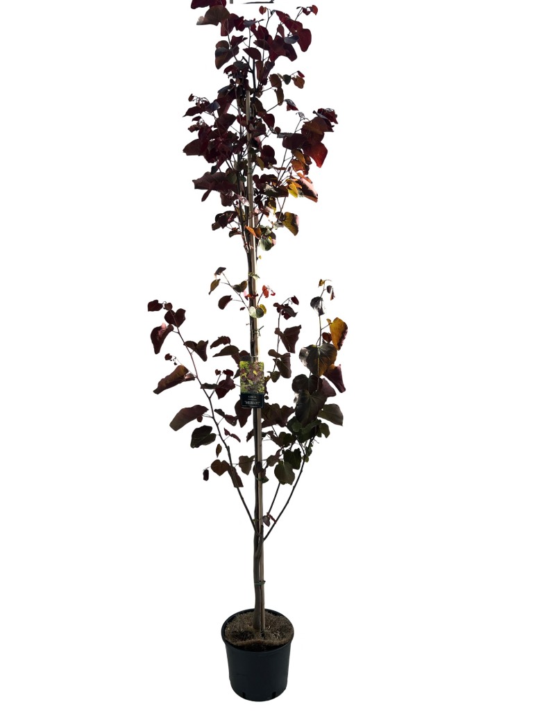 Picture of Cercis canadensis Merlot P29 (10 Ltr) 175/200