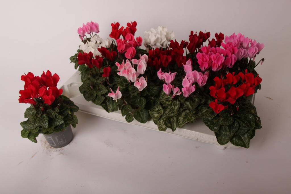 Picture of Trolley Deal 2024 Cyclamen Verano in varieties P9 F.O. (044)