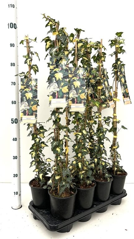 Picture of Hedera hel. Goldheart P17-(2.5-LTR) 70/80CM