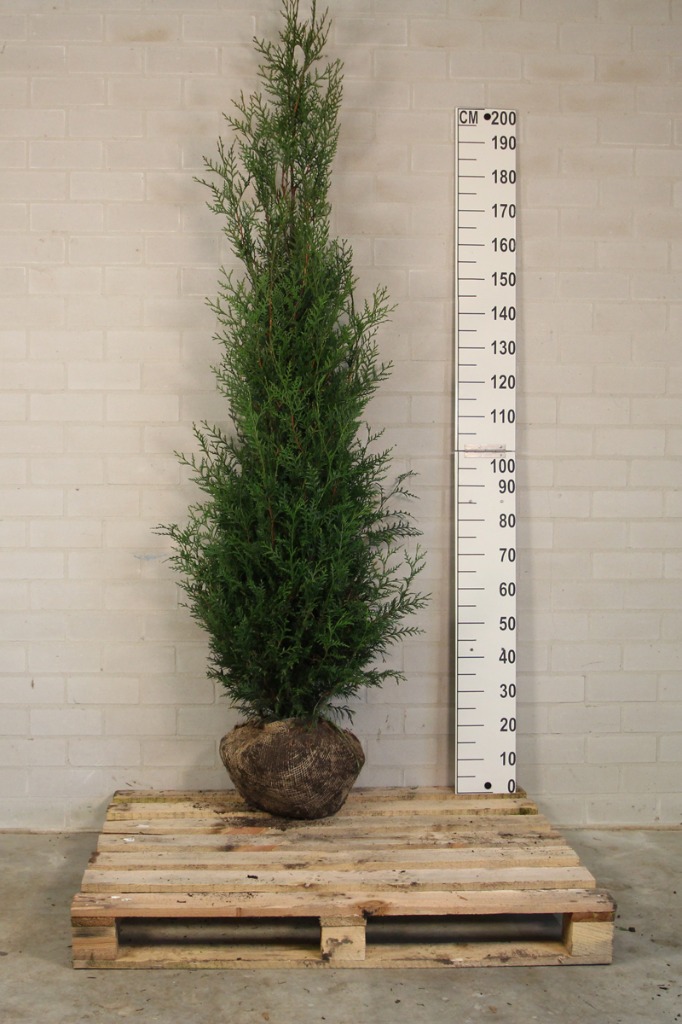 Picture of Thuja plicata Atrovirens ROOTBALL 175/200CM