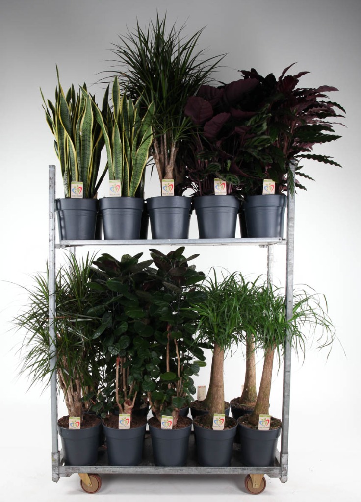 Picture of Trolley Deal 2024 Houseplants in varieties Summer Promo 04 P27 height 150 cm J6