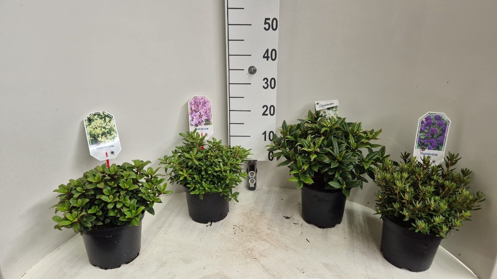 Picture of Rhododendron dwarf in varieties P19 (3 Ltr) 30/40CM