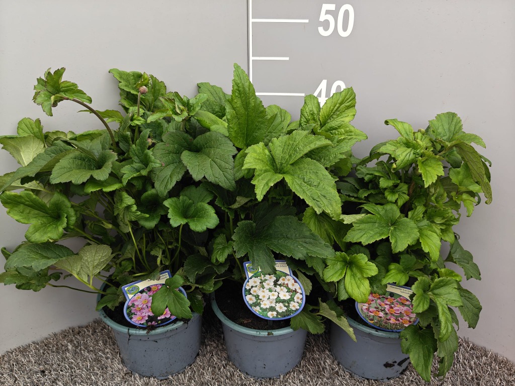 Anemone hyb. in varieties
