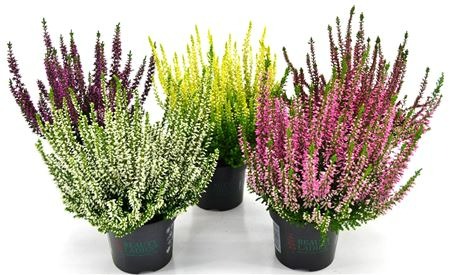 Picture of Calluna Beauty Ladies in varieties P9.5 20-CM