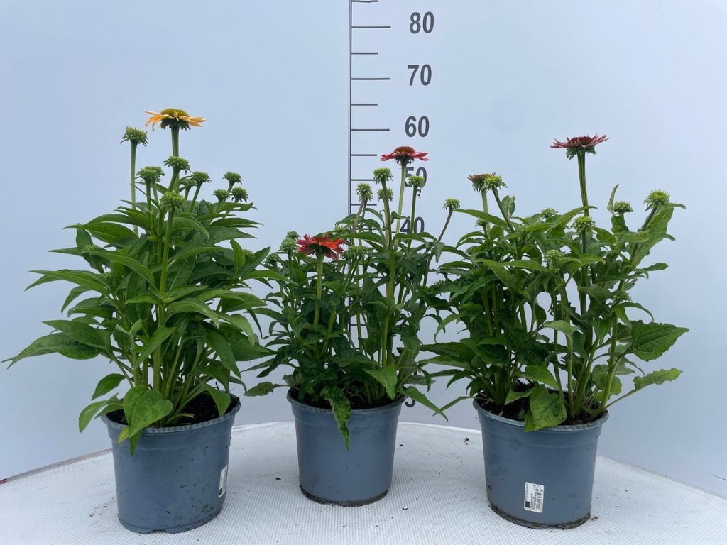 Obrázek Echinacea purpurea in varieties P19 (3 Ltr) 40-CM