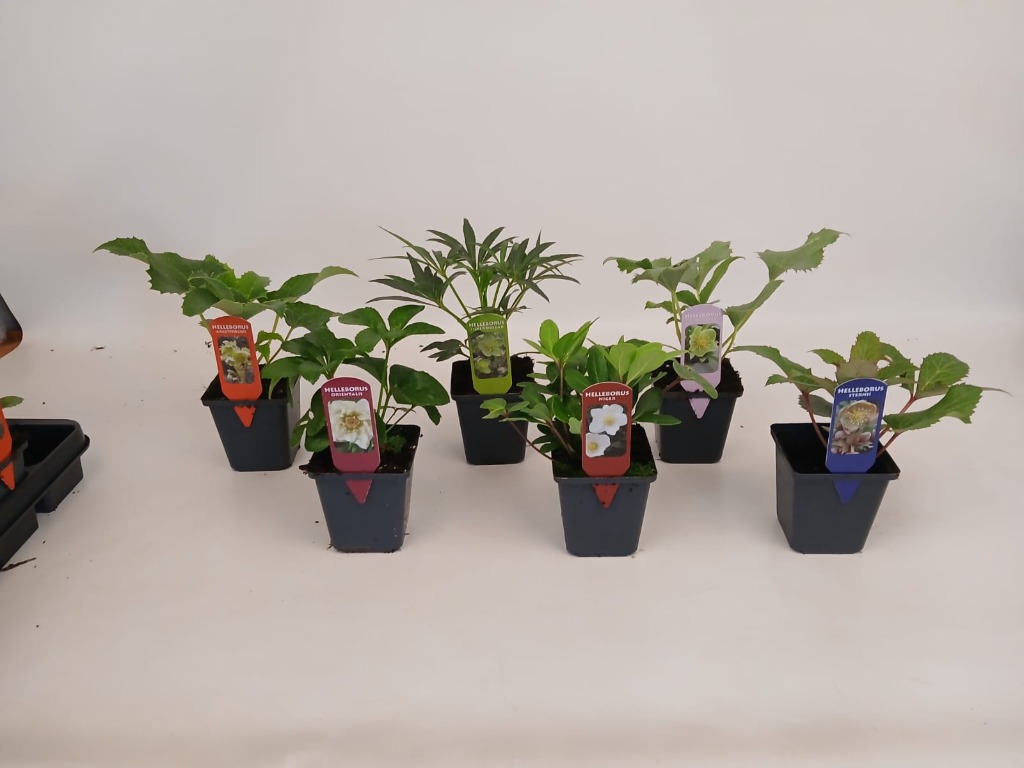 Picture of Helleborus in 7 varieties P9