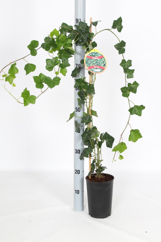 Picture of Hedera helix Hibernica P17 (2 Ltr) 80/100