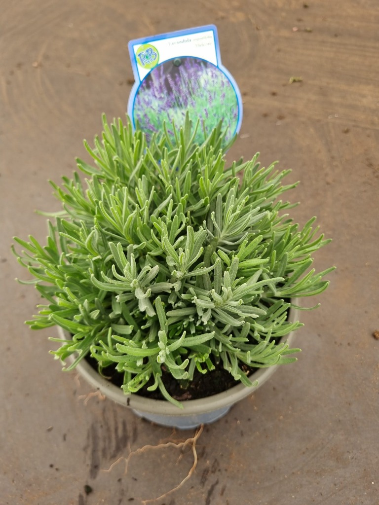 Picture of Lavandula ang. Hidcote P17 (2 Ltr)