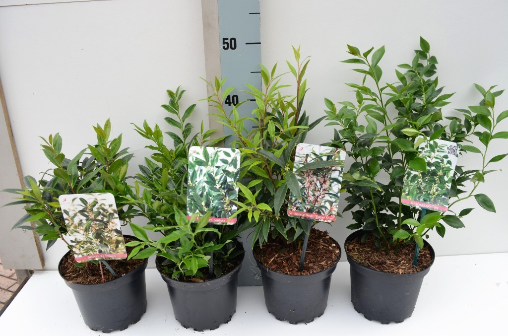 Picture of Trolley Deal 2024 Sarcococca in 6 varieties P17 (2 Ltr) F.O. (186)