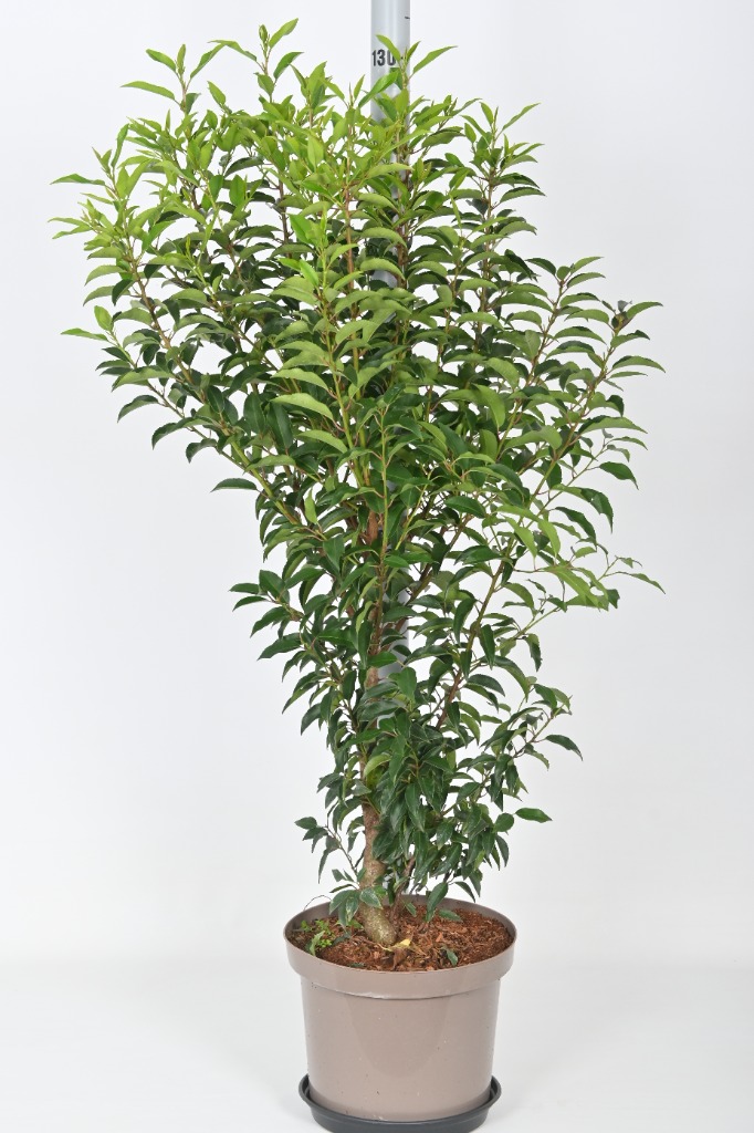 Picture of Prunus l. Angustifolia P29 (10 Ltr) 100/125