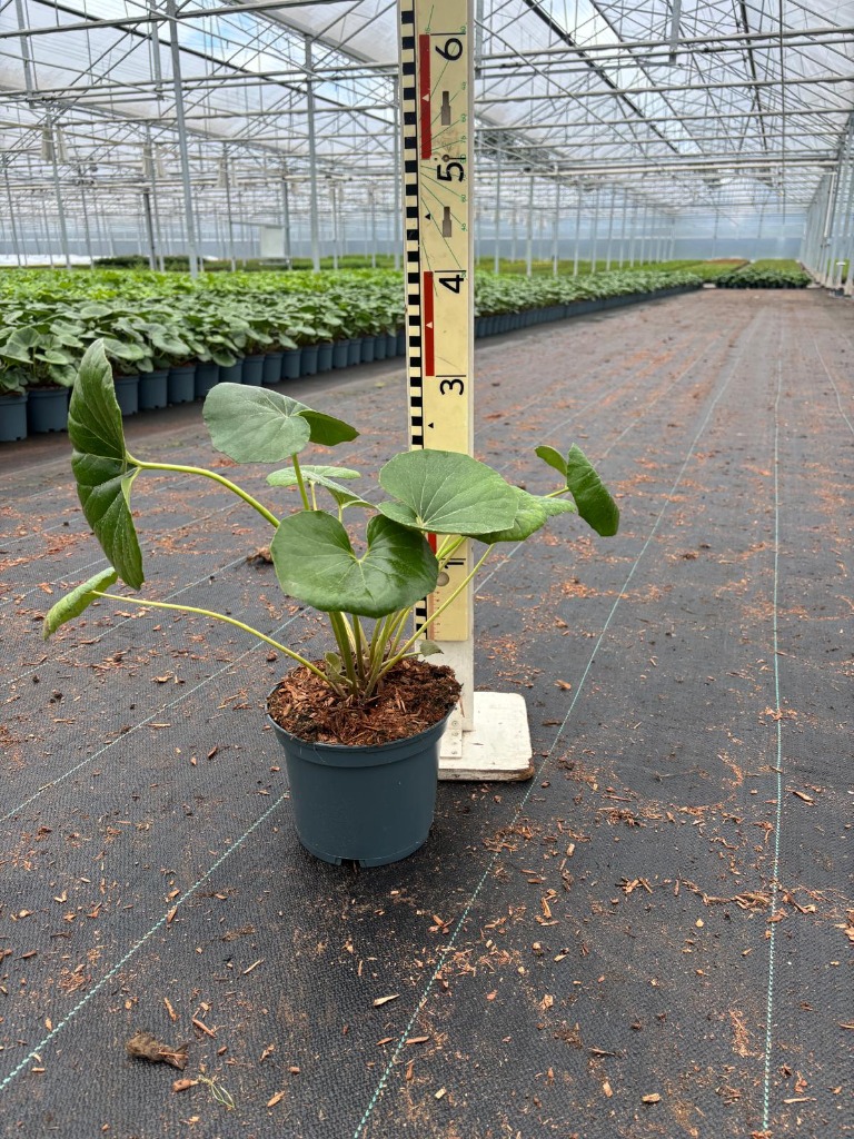 Farfugium jap. var Giganteum