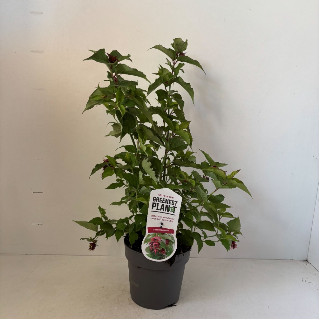 Leycesteria formosa