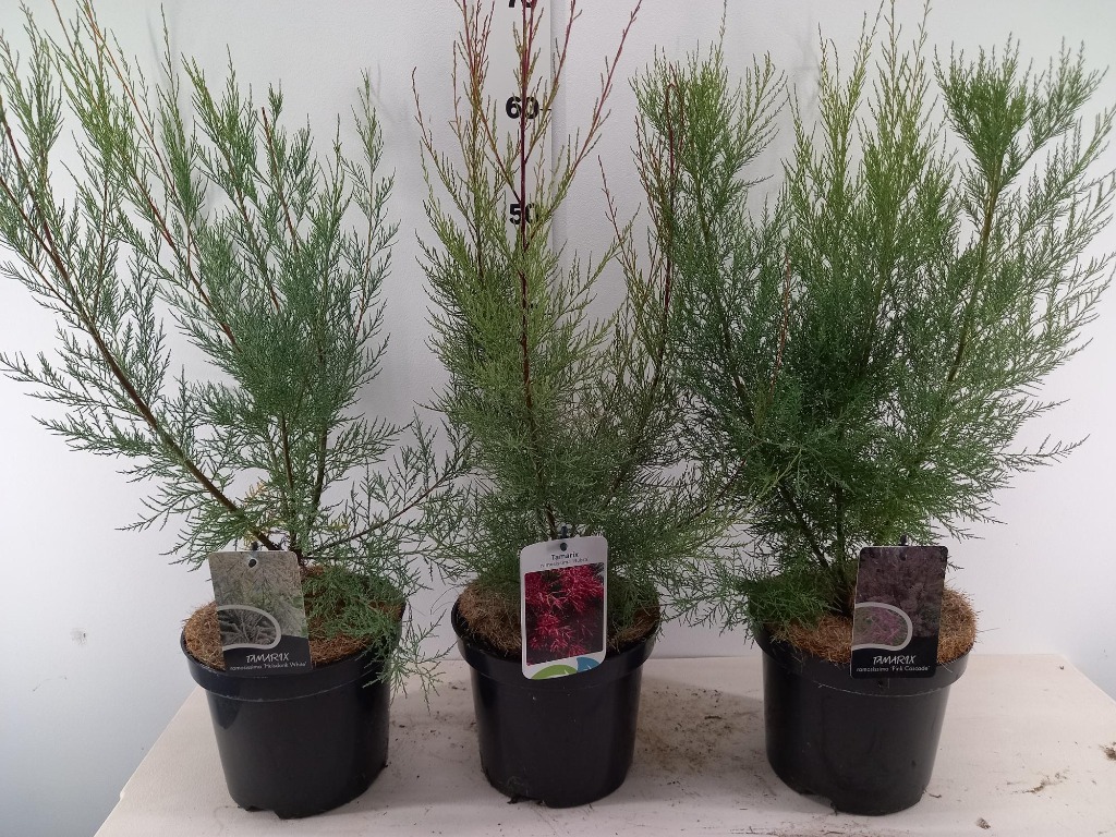 Tamarix in varieties