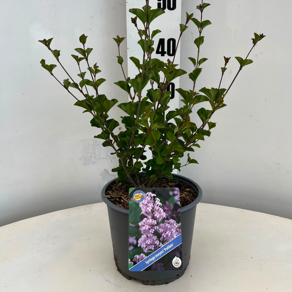 Syringa meyeri Palibin