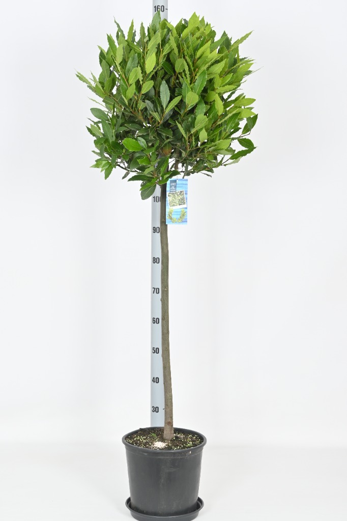 Picture of Laurus nobilis P29 (10 Ltr) 80/STD-45/50-HEAD