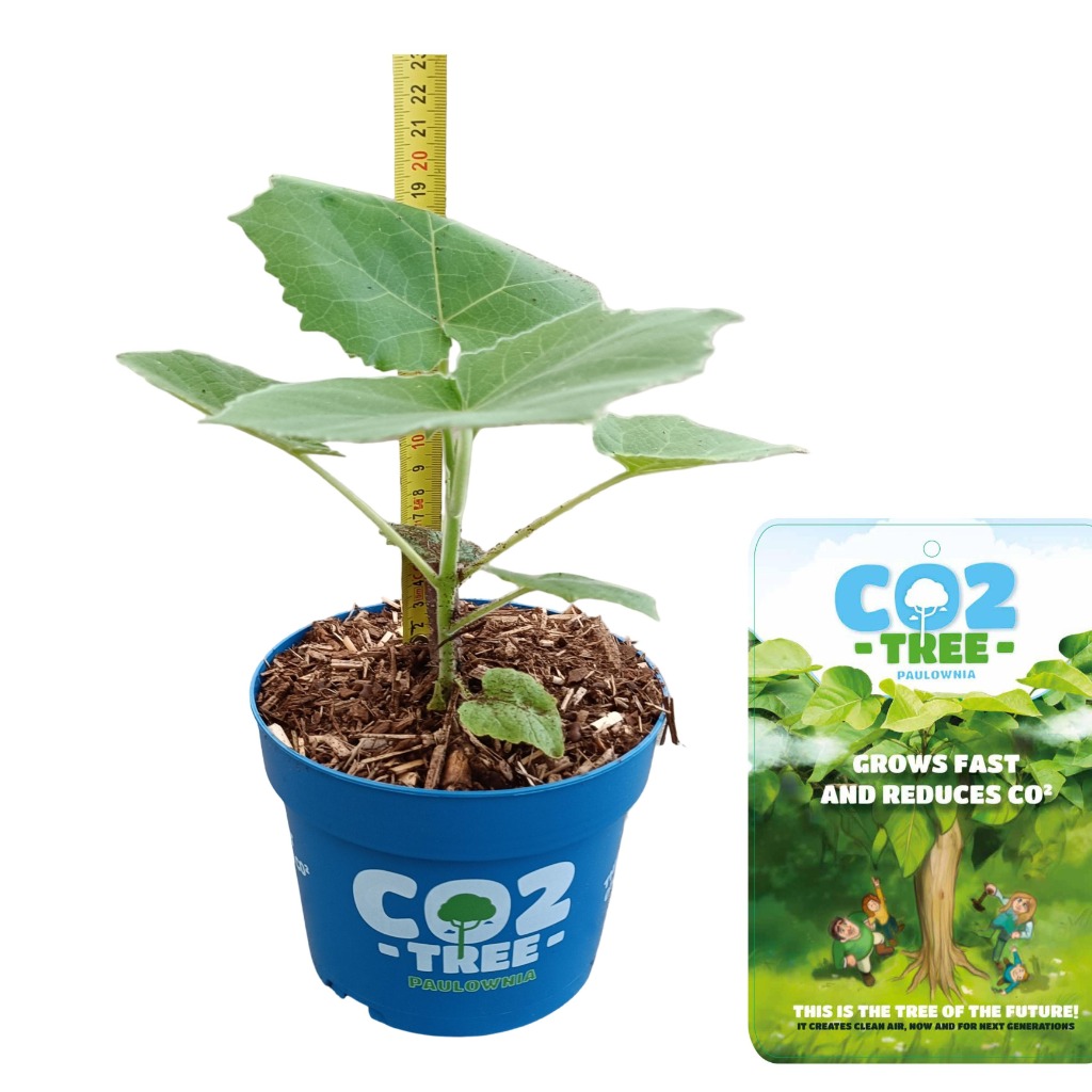 Picture of Paulownia elongata Futuro P13