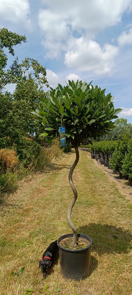 Laurus nobilis