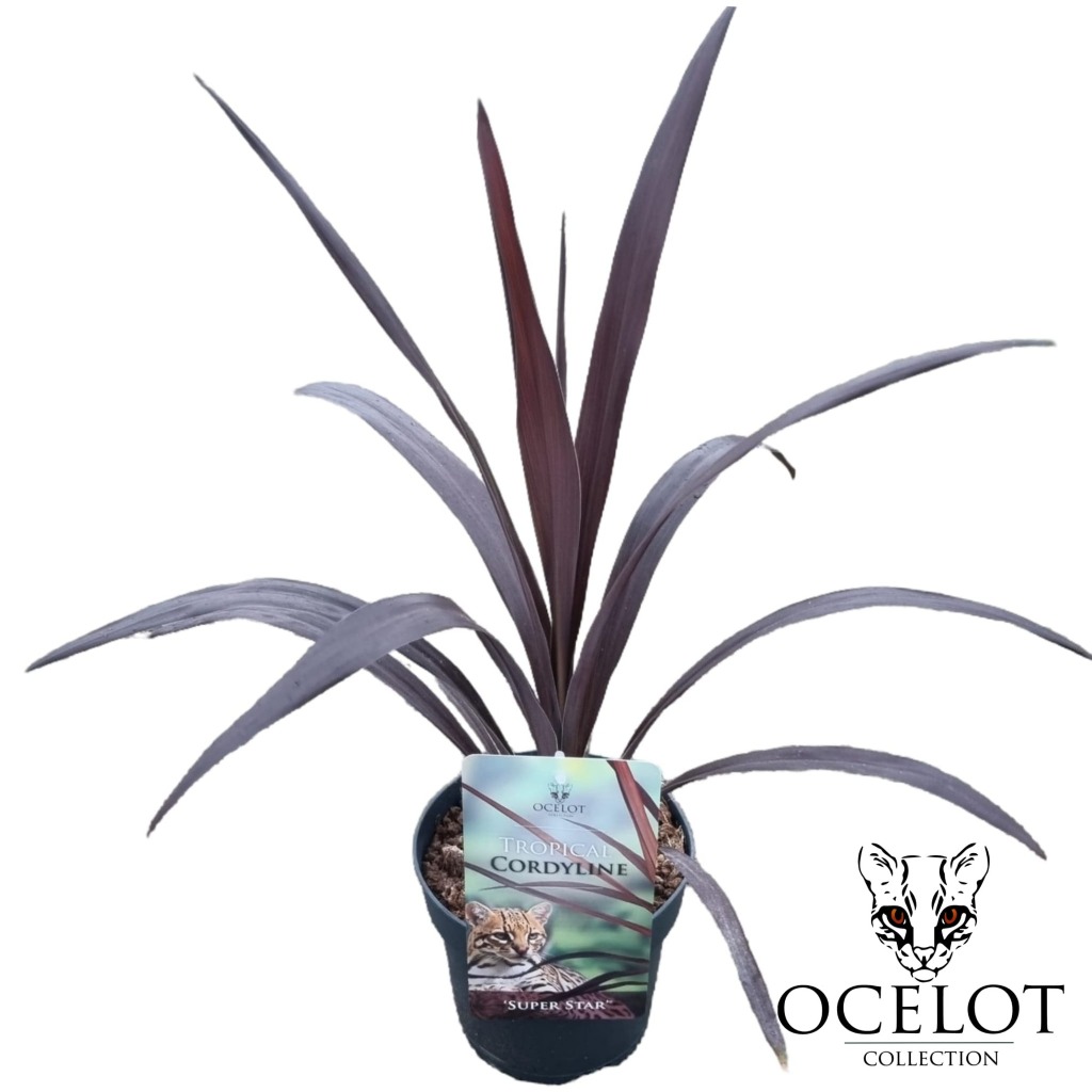 Picture of Cordyline australis Super Star P17 (2 Ltr)