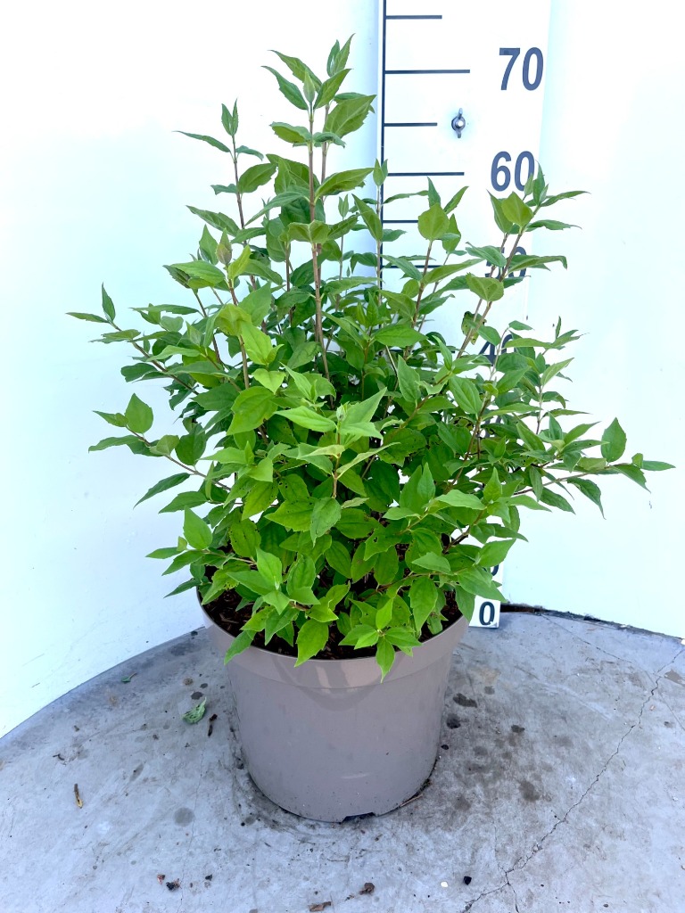 Picture of Philadelphus Belle Etoile P29 (10 Ltr) 80/100