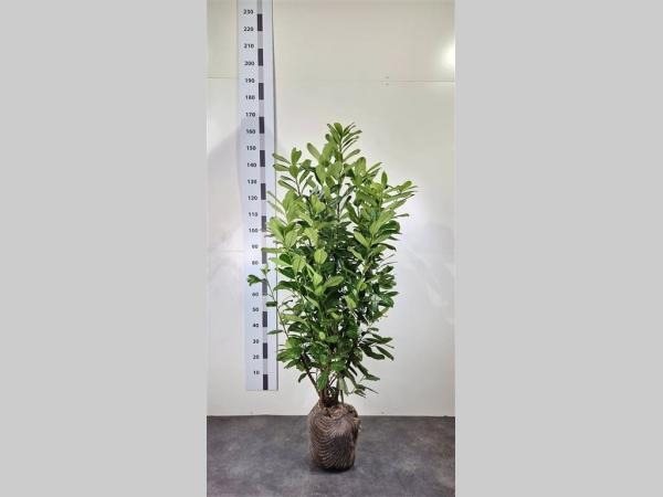 Picture of Prunus laur. Novita ROOTBALL 120/140CM